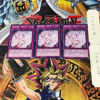 極炎舞-「星斗」 3 ノーマル 3枚セット てら