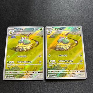 ハヤシガメ AR 072/071