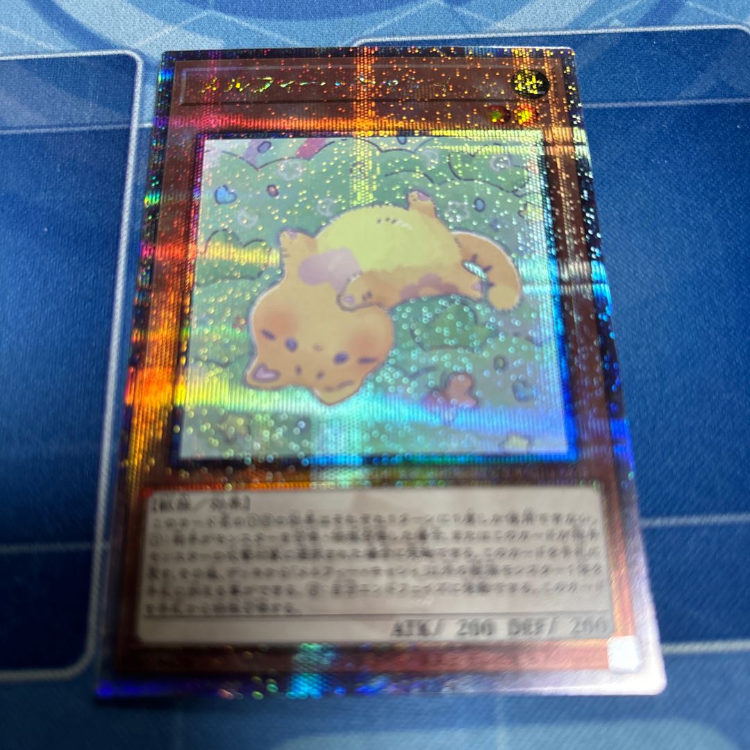 Melffy Catty QCSE QCCU-JP172