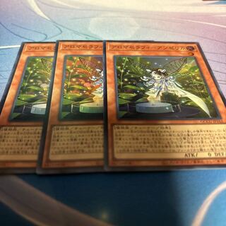 Aromatherapy - Angelica Super Rare QCCU-JP162