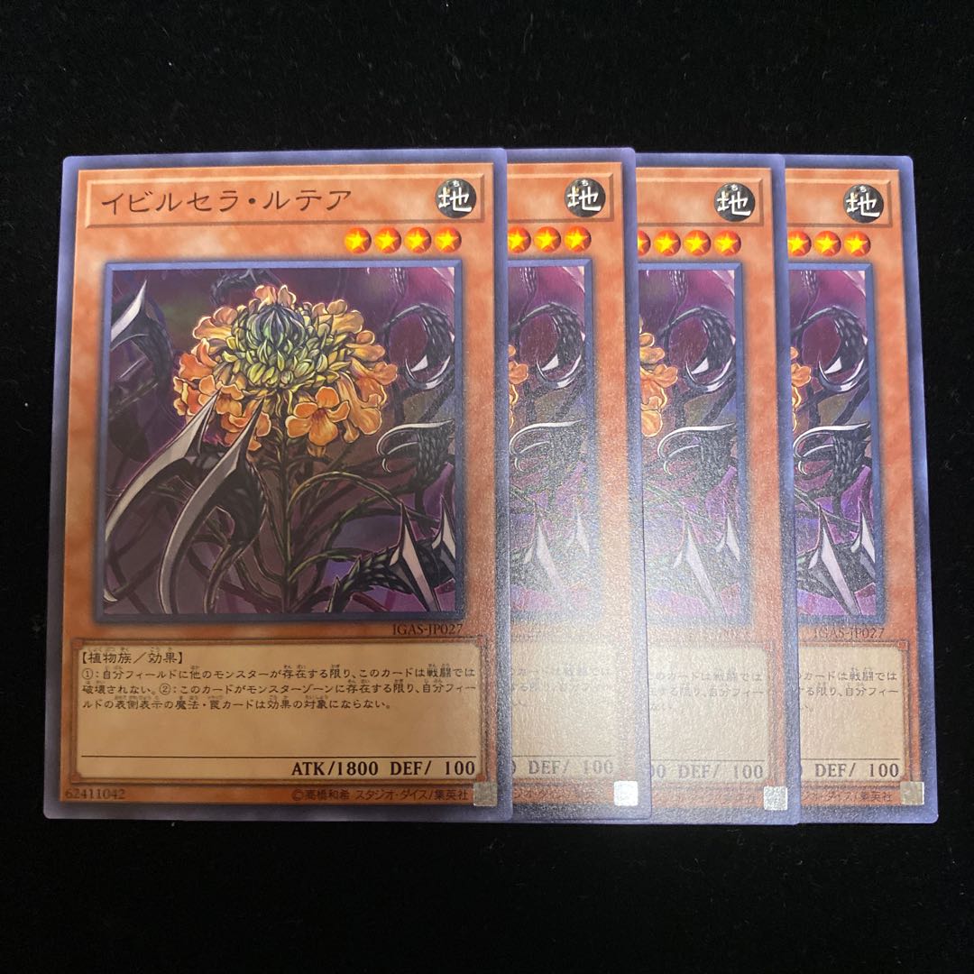 イビルセラ・ルテア N