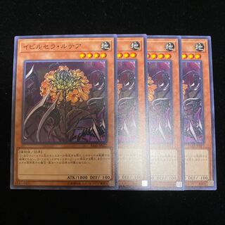 イビルセラ・ルテア N