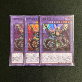 d382 捕食植物ドラゴスタペリア スーパーレア 3枚セット 遊戯王 トレトレ