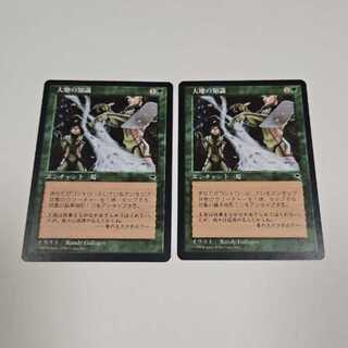 MTG 大地の知識　２枚　日本語