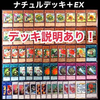 遊戯王　ナチュル　デッキ
