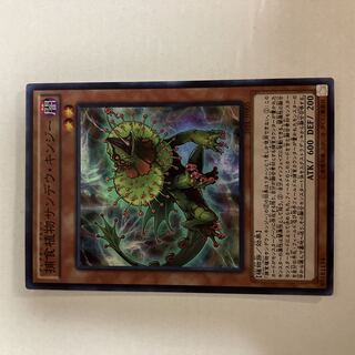 Predaplant Chlamydosundew