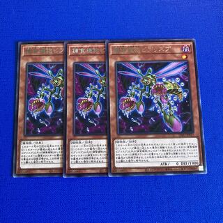 捕食植物ビブリスプ レア JP017