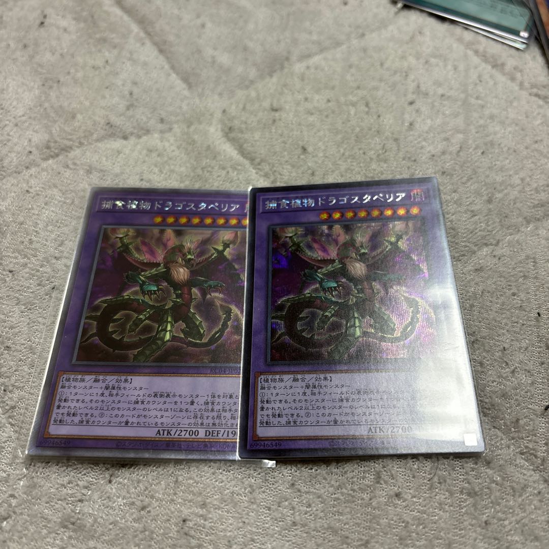 Predaplant Dragostapelia EXSE JP028