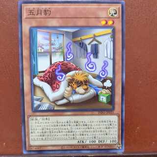 May Leopard Normal rare INFO-JP031