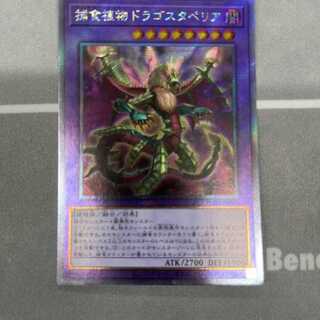 捕食植物ドラゴスタペリア　エクストラシークレット