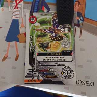 giant purple butterfly (species of nymphalid butterfly, Sasakia charonda)