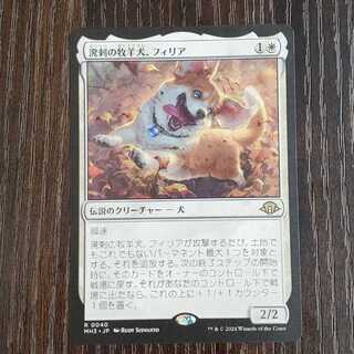 Resilient pasture Sheep dog, Filia Rea 0040 1枚