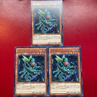 捕食植物オフリス・スコーピオ レア JP009