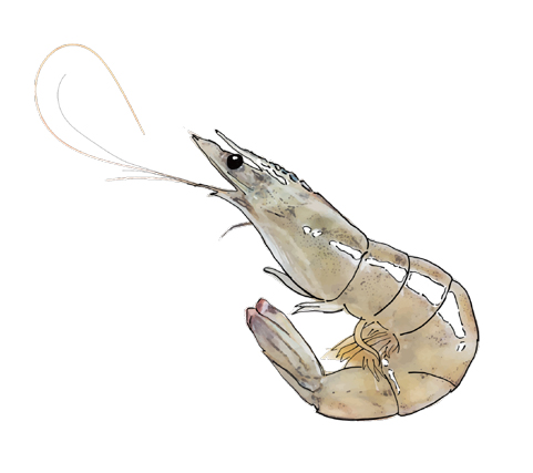 這是什麼蝦？一起認識餐桌上常見的蝦子種類- 桂冠窩廚房 