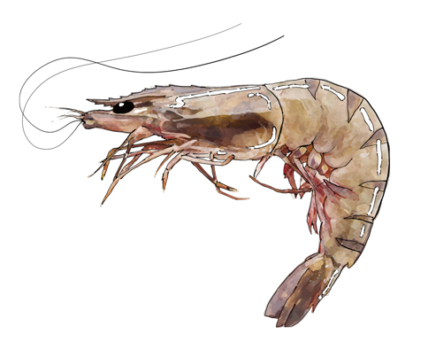 這是什麼蝦？一起認識餐桌上常見的蝦子種類- 桂冠窩廚房 