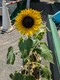 おひさまの光をたくさん浴びて🌻