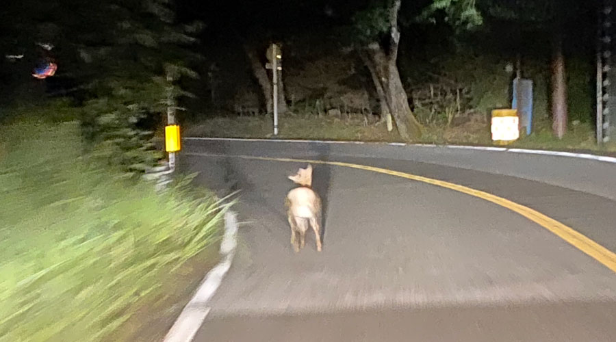 琵琶湖の鹿