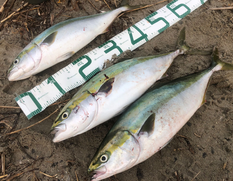 中途半端な釣り人