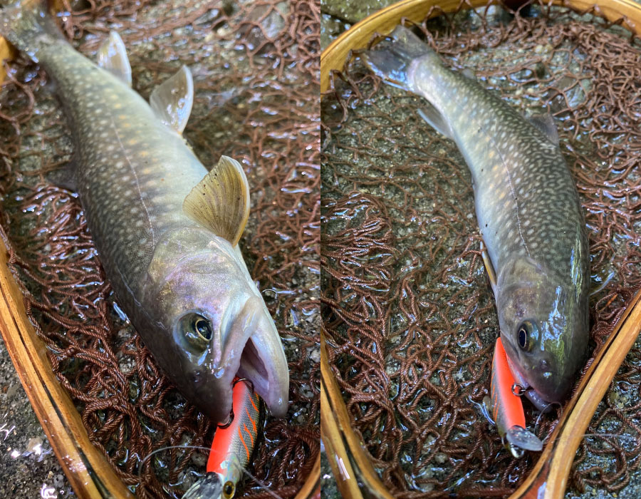 魚のきれいな面はどちら