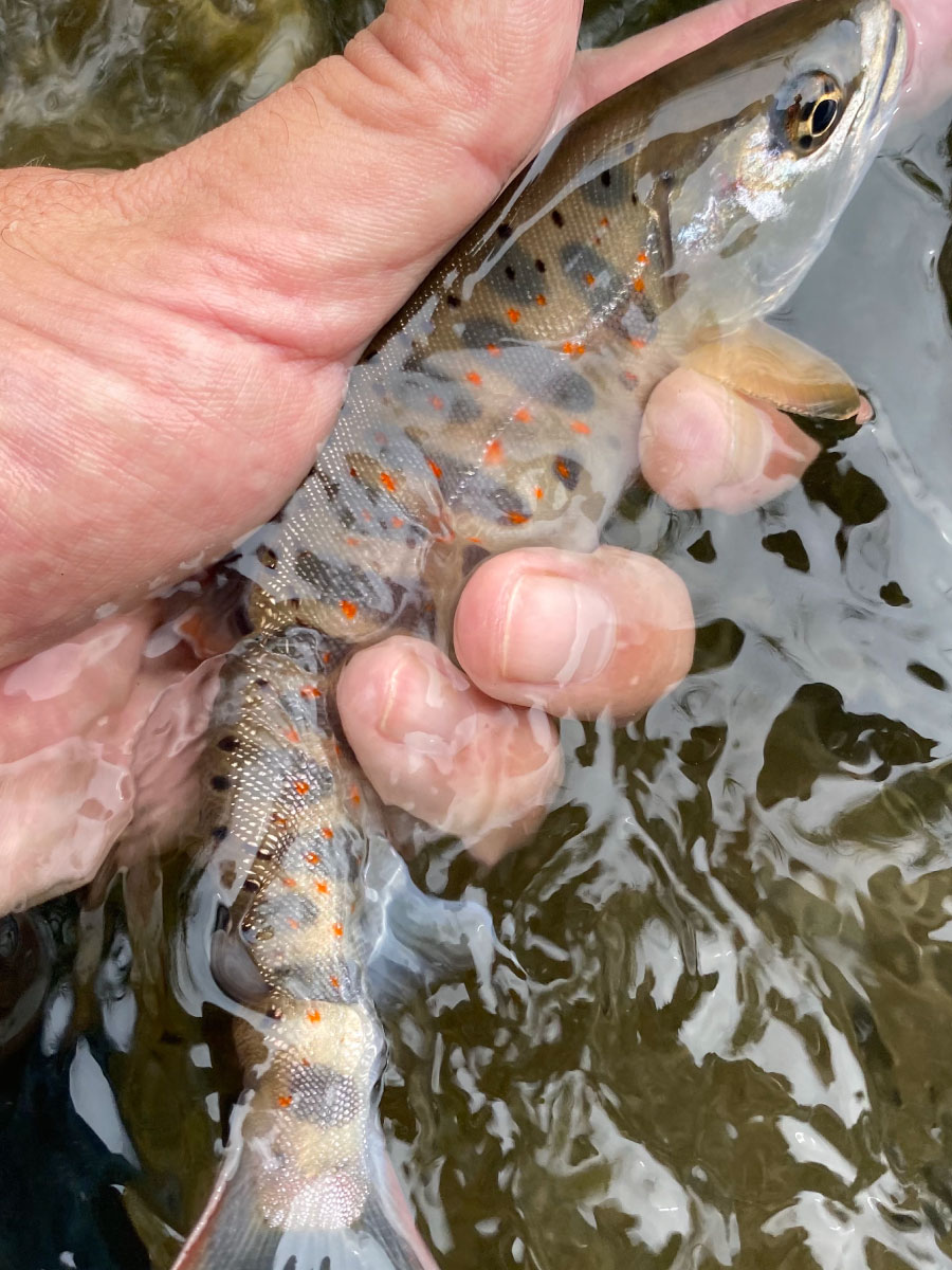 山梨9月の釣果1