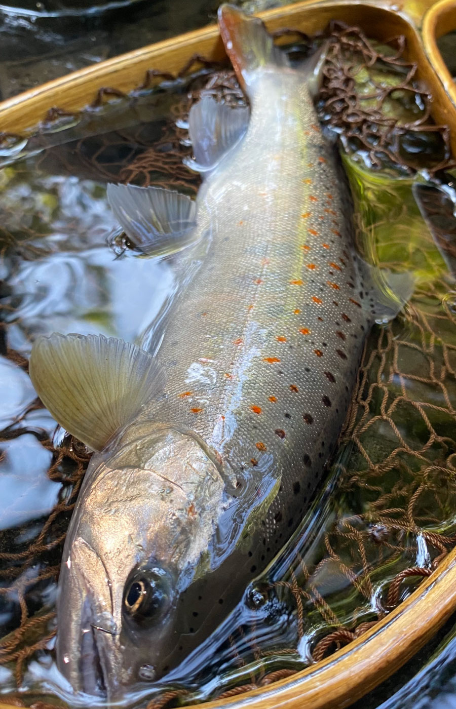 山梨9月の釣果2