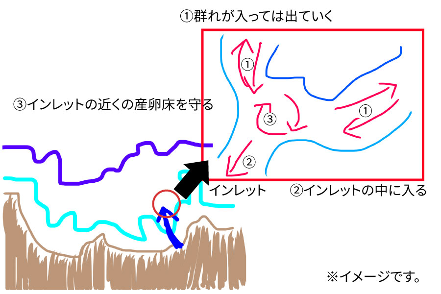 ヒメマス行動パターン