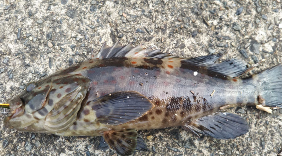 チャイロマルハタ1