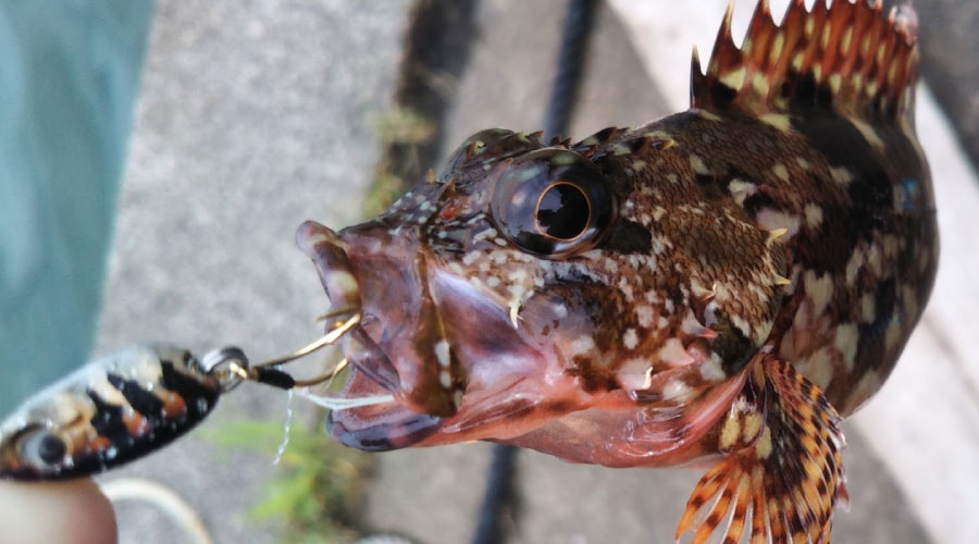 カサゴの釣果