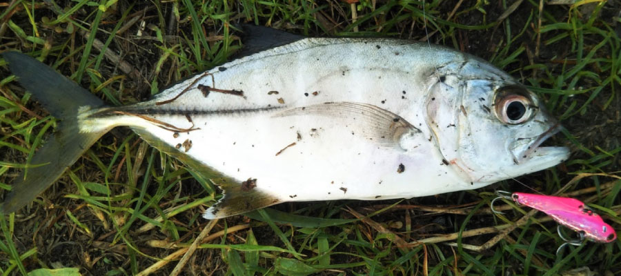 メタルバイブでの釣果