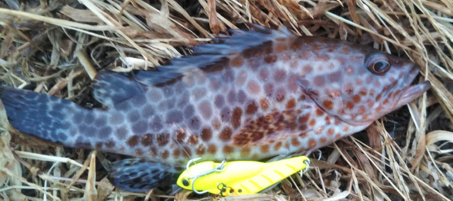 メタルバイブの釣果キジハタ