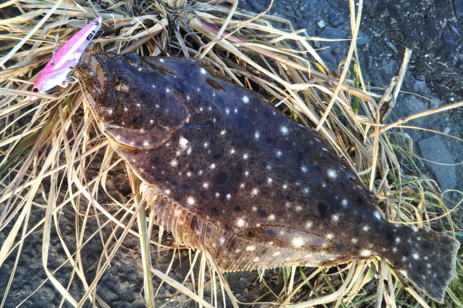 メタルバイブの釣果ソゲ