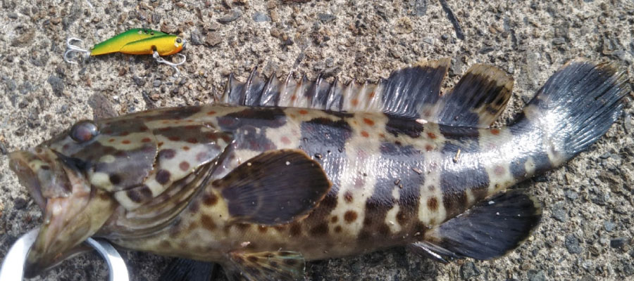 メタルバイブでの釣果キジハタ