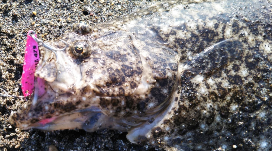 メタルバイブでの釣果ヒラメ