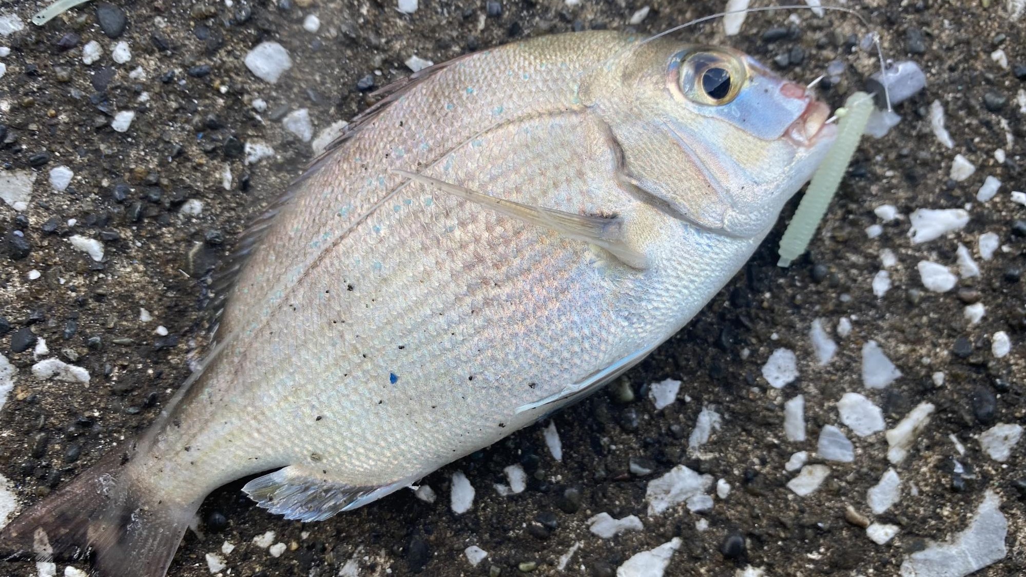 ダイソーのアジ・メバル用ワーム 釣果