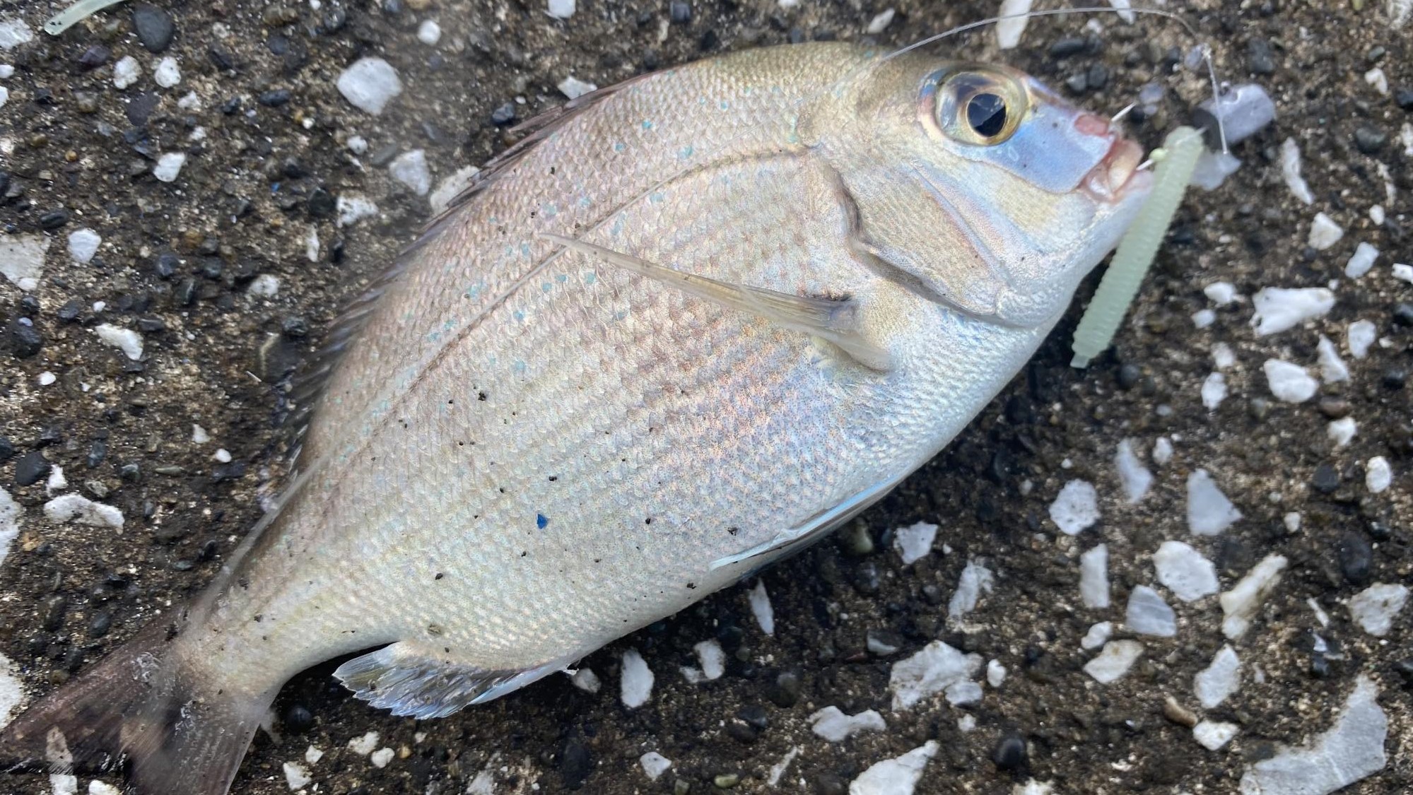 ダイソーのアジ・メバル用ワーム　釣果