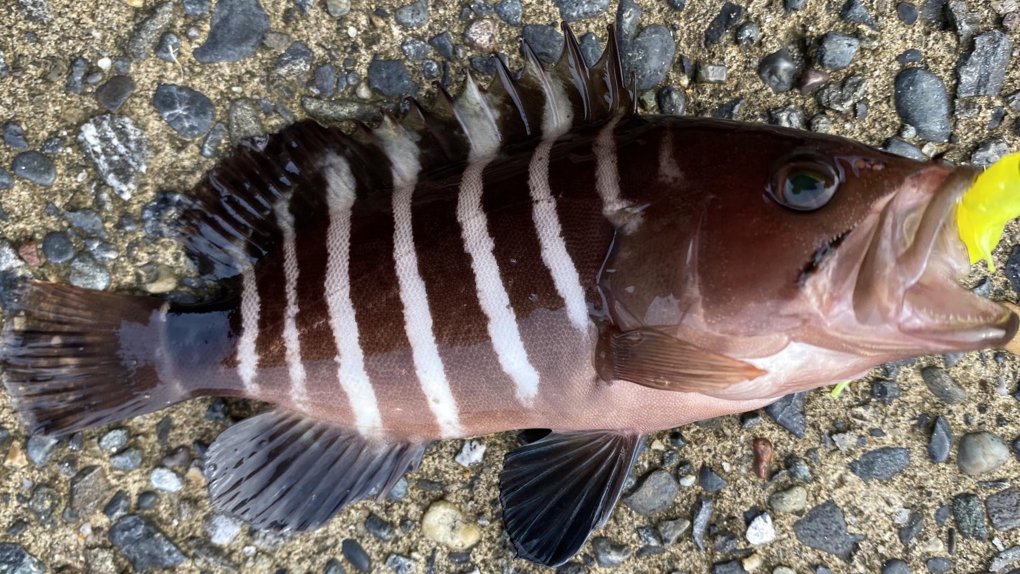 キャンディーハウス アミアベイト 釣果_2