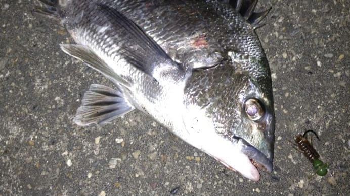 デスアダーホッグでの釣果