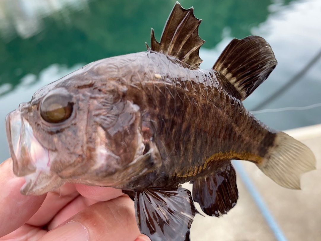 ライトゲーム 魅力を考えてみた ライトゲーム ハマります アングラーズ 釣果0万件の魚釣り情報サイト