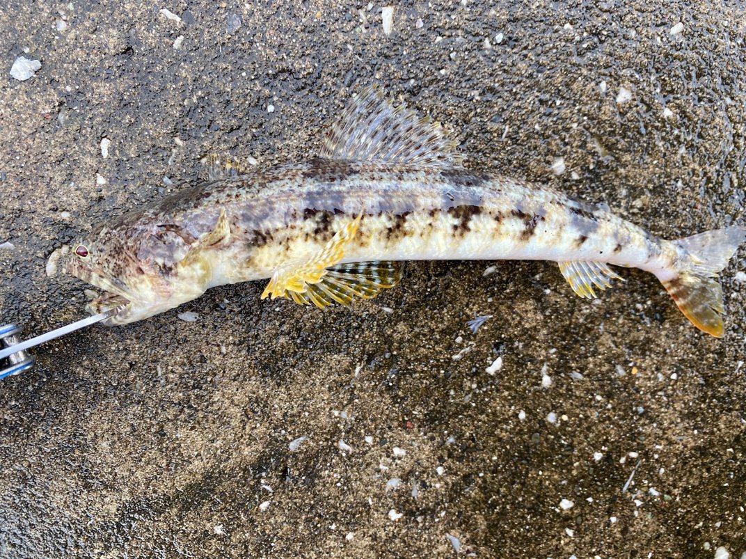 ライトゲーム 魅力を考えてみた ライトゲーム ハマります アングラーズ 釣果0万件の魚釣り情報サイト