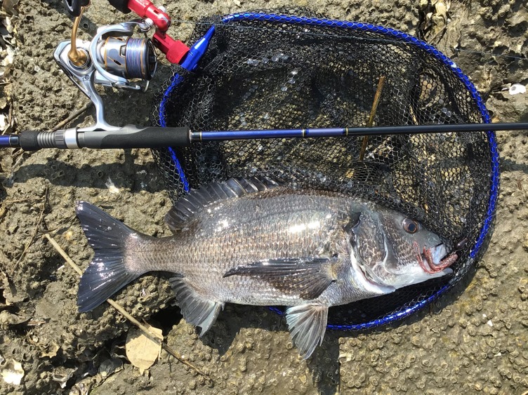 チニング チニング最盛期 チニングを始めよう アングラーズ 釣果300万件の魚釣り情報サイト チニング チニング最盛期 チニングを始めよう アングラーズ 釣果300万件の魚釣り情報サイト