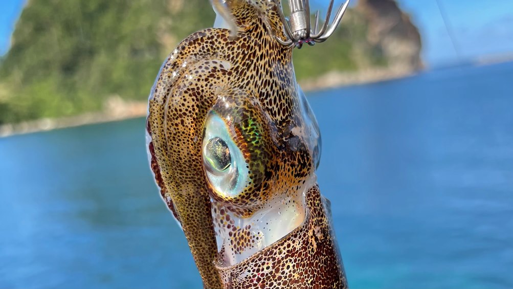 エギング さあ エギングをはじめよう 秋イカの訪れとともに アングラーズ 釣果250万件の魚釣り情報サイト