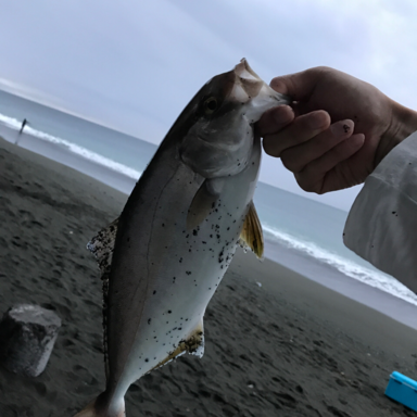 Shimano Game Type J B603 アングラーズ 釣果0万件の魚釣り情報サイト