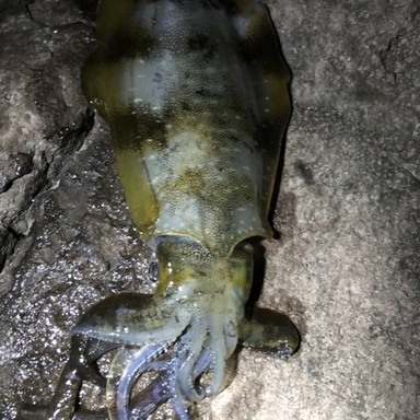 テイテイ さんの釣り人プロフィール アングラーズ 釣果0万件の魚釣り情報サイト テイテイ さんの釣り人プロフィール アングラーズ 釣果0万件の魚釣り情報サイト