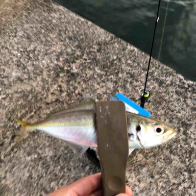 Olympic Corto 18 Gcrts 572ul Hs アングラーズ 釣果190万件の魚釣り情報サイト
