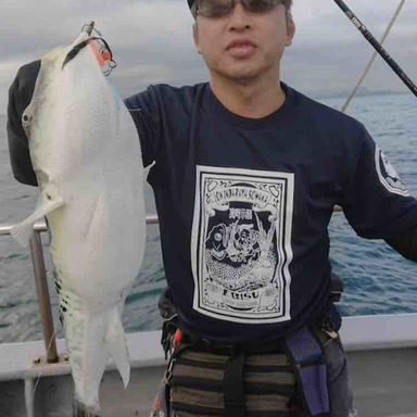 パンダさん さんの 年02月24日のカンパチの釣り 釣果情報 遠州灘 アングラーズ 釣果250万件の魚釣り情報サイト