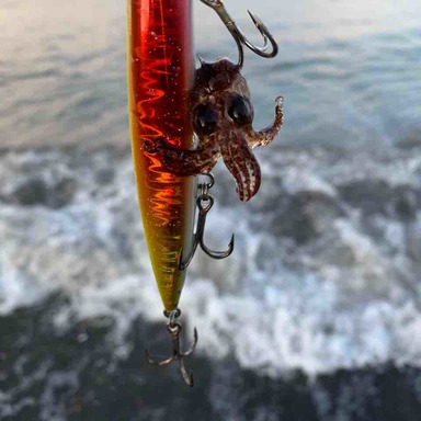 Ryu26 さんの 19年11月24日のタチウオの釣り 釣果情報 東京都 東京都江東区近辺 アングラーズ 釣果360万件の魚釣り情報サイト