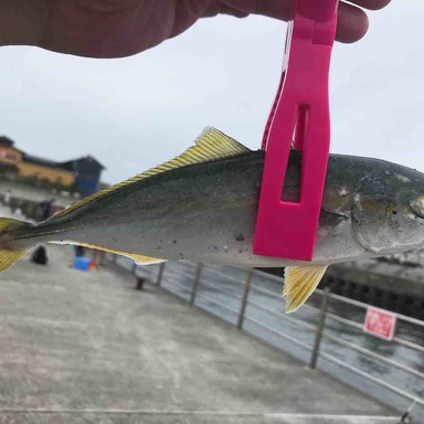 釣り天使 さんの釣り人プロフィール アングラーズ 釣果190万件の魚釣り情報サイト