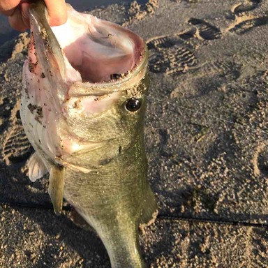 Shimano Casitas Mgl 101hg アングラーズ 釣果250万件の魚釣り情報サイト