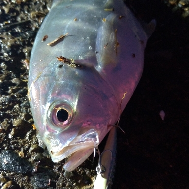 もちけん さんの釣り人プロフィール アングラーズ 釣果250万件の魚釣り情報サイト