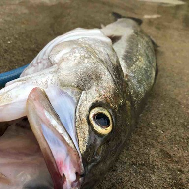 外房の釣り場速報 アングラーズ 釣果150万件の魚釣り情報サイト